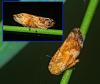 Philaenus spumarius